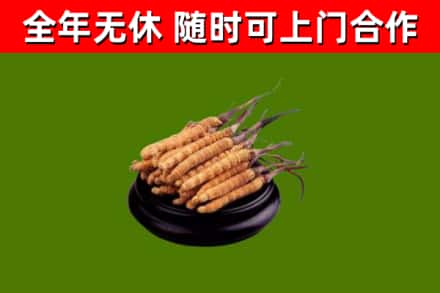 高安回收散虫草